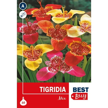 Vh08061 Tigridia Mix 10db/cs