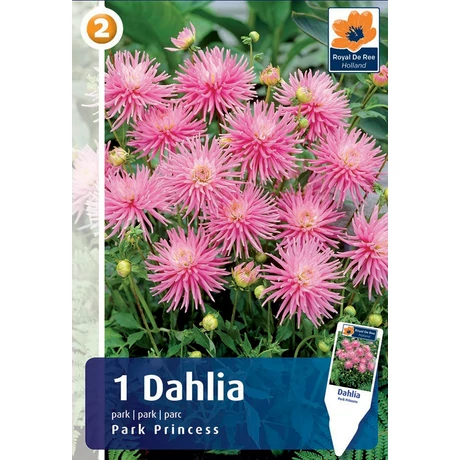 Vh08301 Dahlia  Park Princess 1db/cs