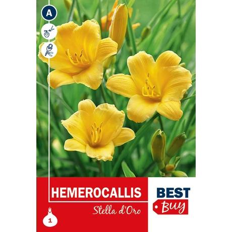 Vh08105 Hemerocallis Stella d'Oro 1db/cs