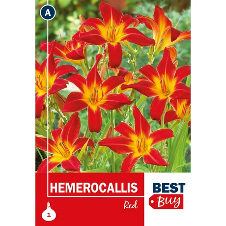 Vh08035 Hemerocallis Red 1db/cs