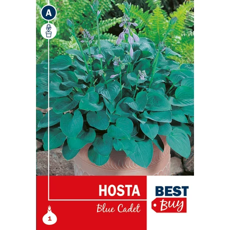 Vh08070 Hosta Blue Cadet 1db/cs