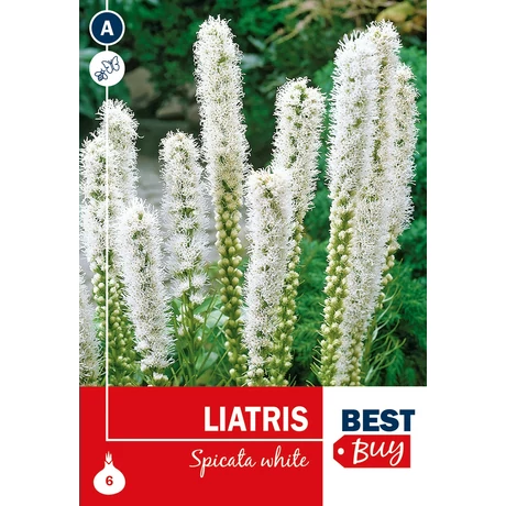 Vh08069 Liatris Spicata White 6db/cs