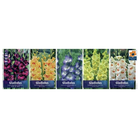 Vh GLS09 Gyűjtő Gladiolus Largeflowering 80dbx5 méret:12-14