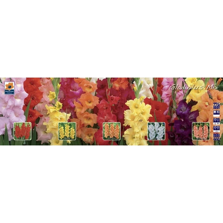 Vh GLS07 Gyűjtő Gladiolus Largeflowering 80dbx5 méret:12-14