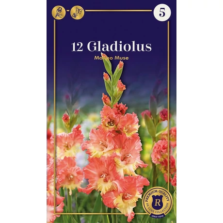 Vh08740 Gladiolus Supreme  Mango Muse 12db/cs
