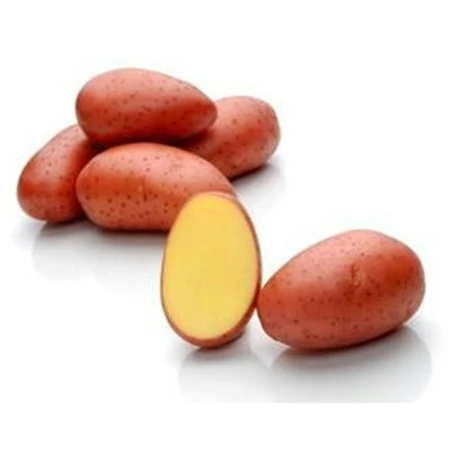 Burgonya Red Lady 50db-os "A" 28-35mm FR