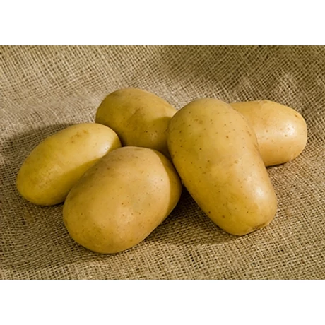 Burgonya Nazca 50db-os "A" 25-35mm FR