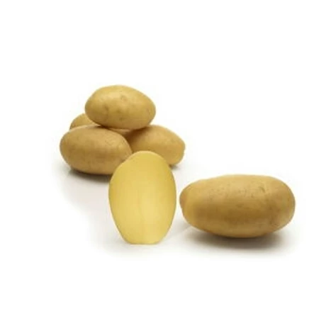 Burgonya Prada 50db-os "A" 25-35mm FR