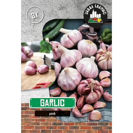 Vh09968 Fokhagyma Lila 3db/cs 40/60