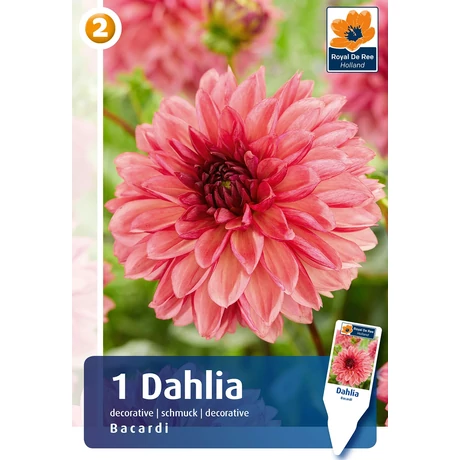 Vh08827 Dahlia Decorative Bacardi 1db/cs
