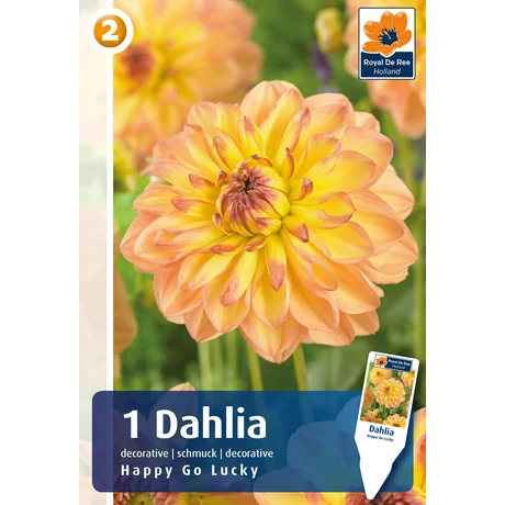 Vh08829 Dahlia Decorative Happy Go Lucky 1db/cs
