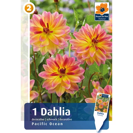 Vh08831 Dahlia Decorative Pacific Ocean 1db/cs