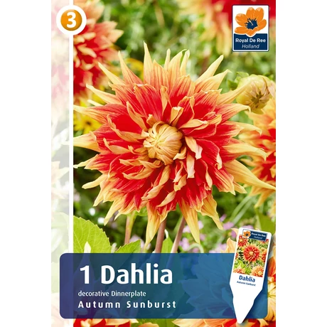 Vh08833 Dahlia Dinner Plate Autumn Sunburst 1db/cs