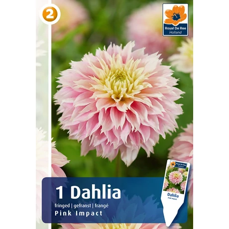 Vh08834 Dahlia Fringed Pink Impact 1db/cs