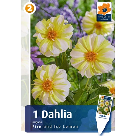Vh08835 Dahlia Mignon Fire and Ice Lemon 1db/cs