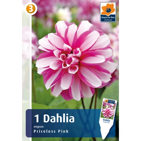 Vh08836 Dahlia Mignon Priceless Pink 1db/cs