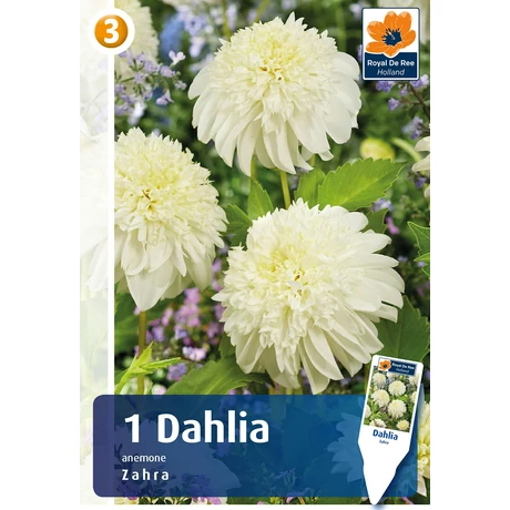 Vh08837 Dahlia Anemone Zahra 1db/cs