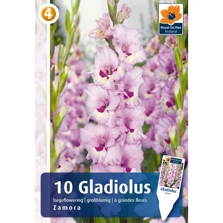 Vh08838 Gladiolus Largeflowering Zamora 10db/cs