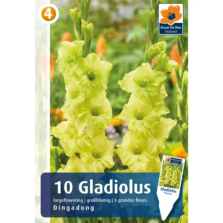 Vh08839 Gladiolus Largeflowering Dingadong 10db/cs