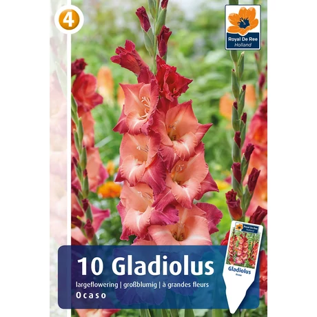 Vh08840 Gladiolus Largeflowering Ocaso 10db/cs