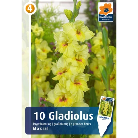 Vh08841 Gladiolus Largeflowering Maxial 10db/cs