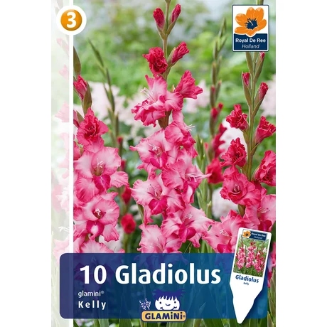 Vh08842 Gladiolus Glamini Kelly 10db/cs