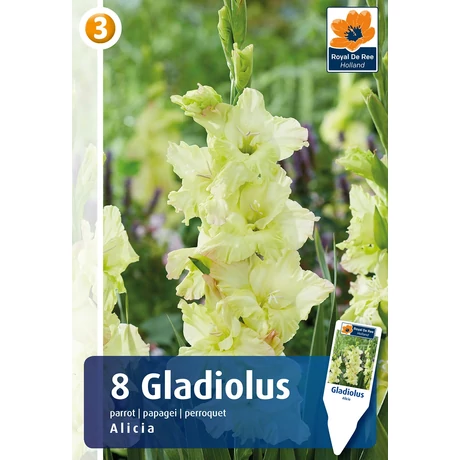 Vh08843 Gladiolus Parrot Alicia 8db/cs