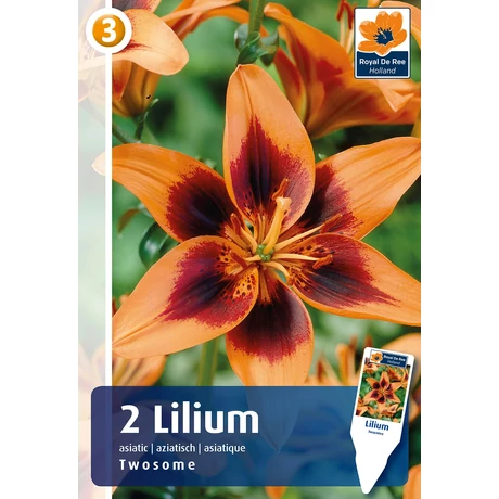 Vh08847 Liliom Twosome 2db/cs
