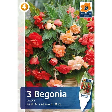 Vh08848 Begonia Cascade red & salmon Mix 3 db/cs