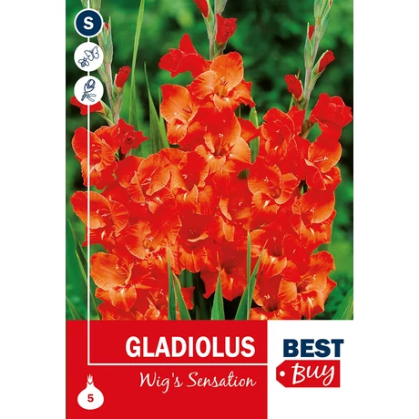 Vh08122 Gladiolus Wig's Sensation 5db/cs
