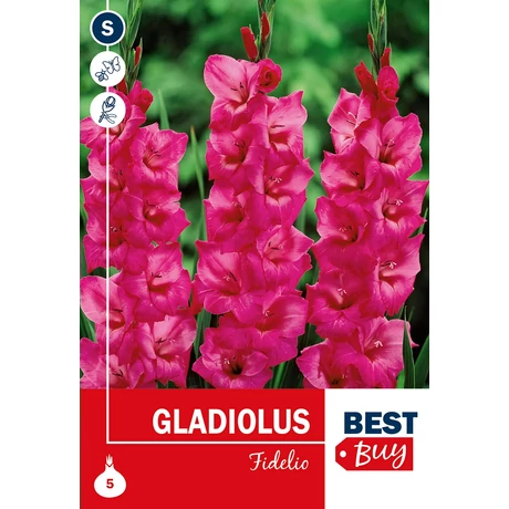 Vh08125 Gladiolus Fidelio 5db/cs