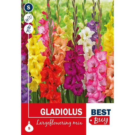 Vh08126 Gladiolus Largeflowering Mix 5db/cs