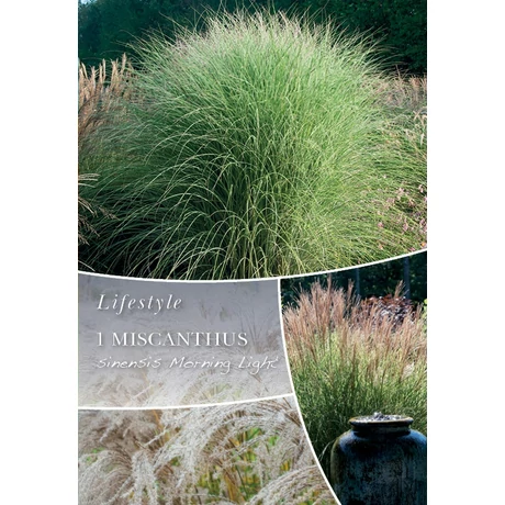 Vh10307 Ornametal Grasses Miscanthus sinensis Morning Light