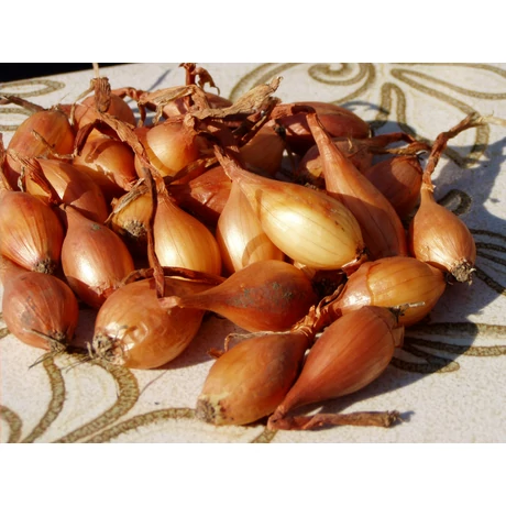 Dughagyma Makói CR. Allium cepa 14-17mm 10kg/zsák