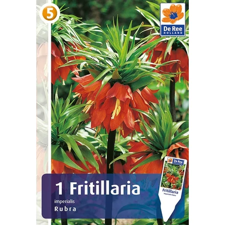 Vh 16412  Fritillaria Imperialis Rubra 1db/cs 20/22