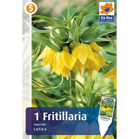 Vh 16409  Fritillaria Imperialis Lutea 1db/cs 20/22
