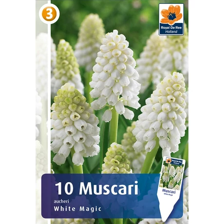Vh 16426  Muscari Aucheri White Magic 10db/cs 6/+