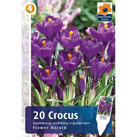 Vh 16342 Crocus Largeflowering Flower Record 20db/cs 8/9