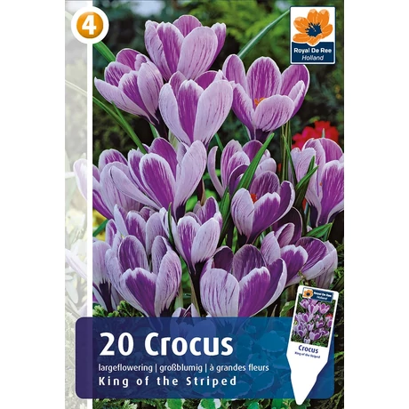 Vh 16345 Crocus Largeflowering King of the Striped 20db/cs 8/9