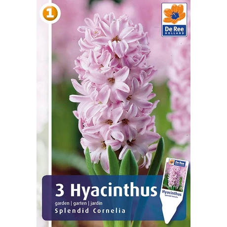 Vh 16213 Hyacinthus Splendid Cornelia 3db/cs 15/16