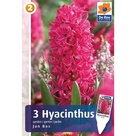 Vh 16441 Hyacinthus Jan Bos 3db/cs 15/16