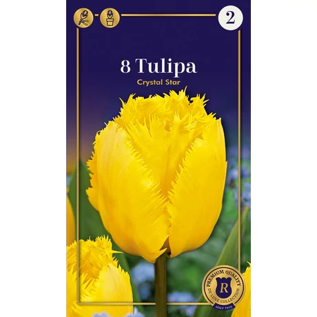 Vh16905 Tulipán Fringed Crystal Star 8db/csom