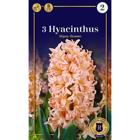Vh16932 Hyacint Supreme Gipsy Queen 3db/csom