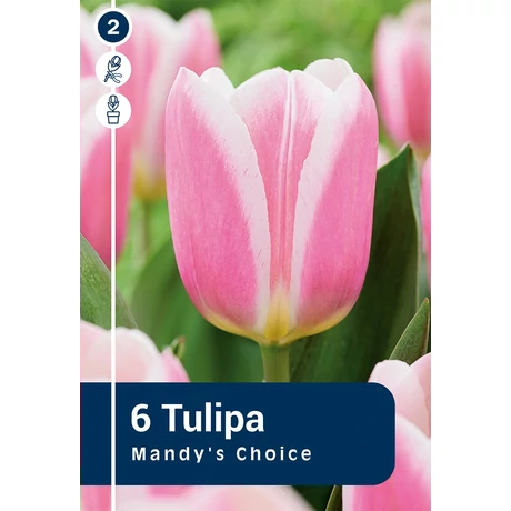 Vh16235 Tulipán Single Early Mandy's Choice 6 db/csom