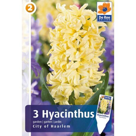 Vh16209 Hyacint City of Haarlem 3db/csom