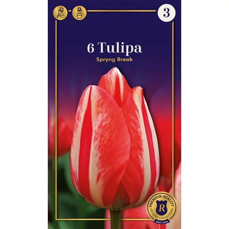 Vh16508 Tulipán Supreme Triumph Spryng Break 6db/csom