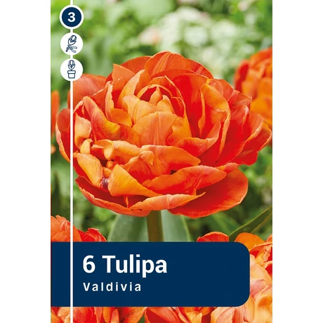 Vh16236 Tulipán Double Early Valdivia 6db/csom