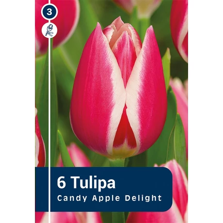 Vh16248 Tulipán Darwin Hybrid  Candy Apple Delight 6db/csom