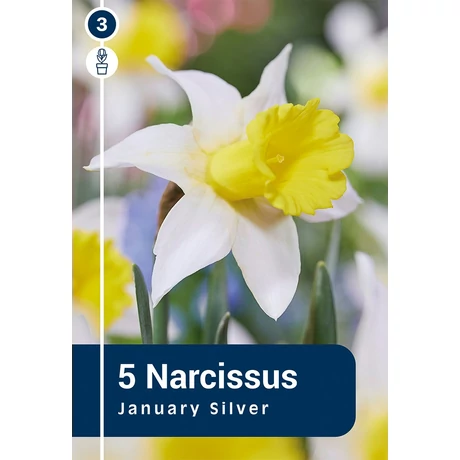 Vh16300 Narcisz Trumpet January Silver 5db/csom