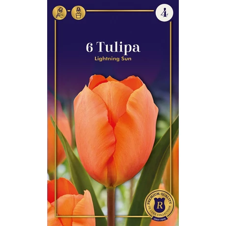 Vh16519 Tulipán Darwin Hybrid Supreme Lightning Sun 6db/csom